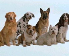 El aljibe de los perros