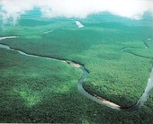 El enigma de un goteo selva adentro